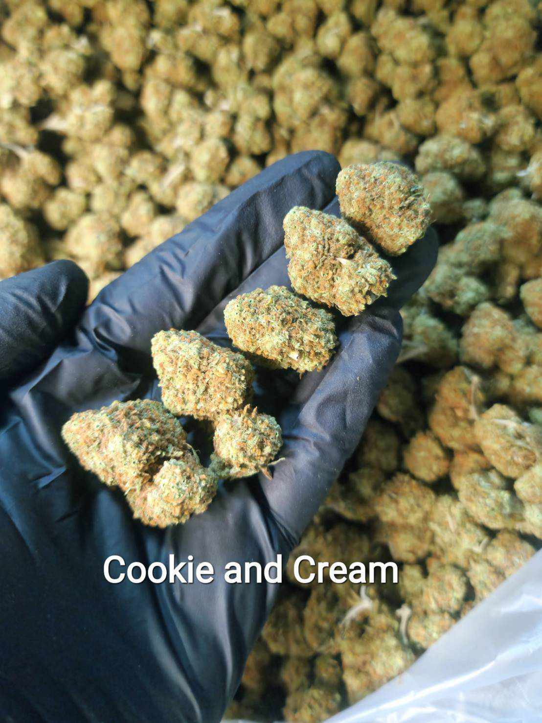 Cookies & Cream