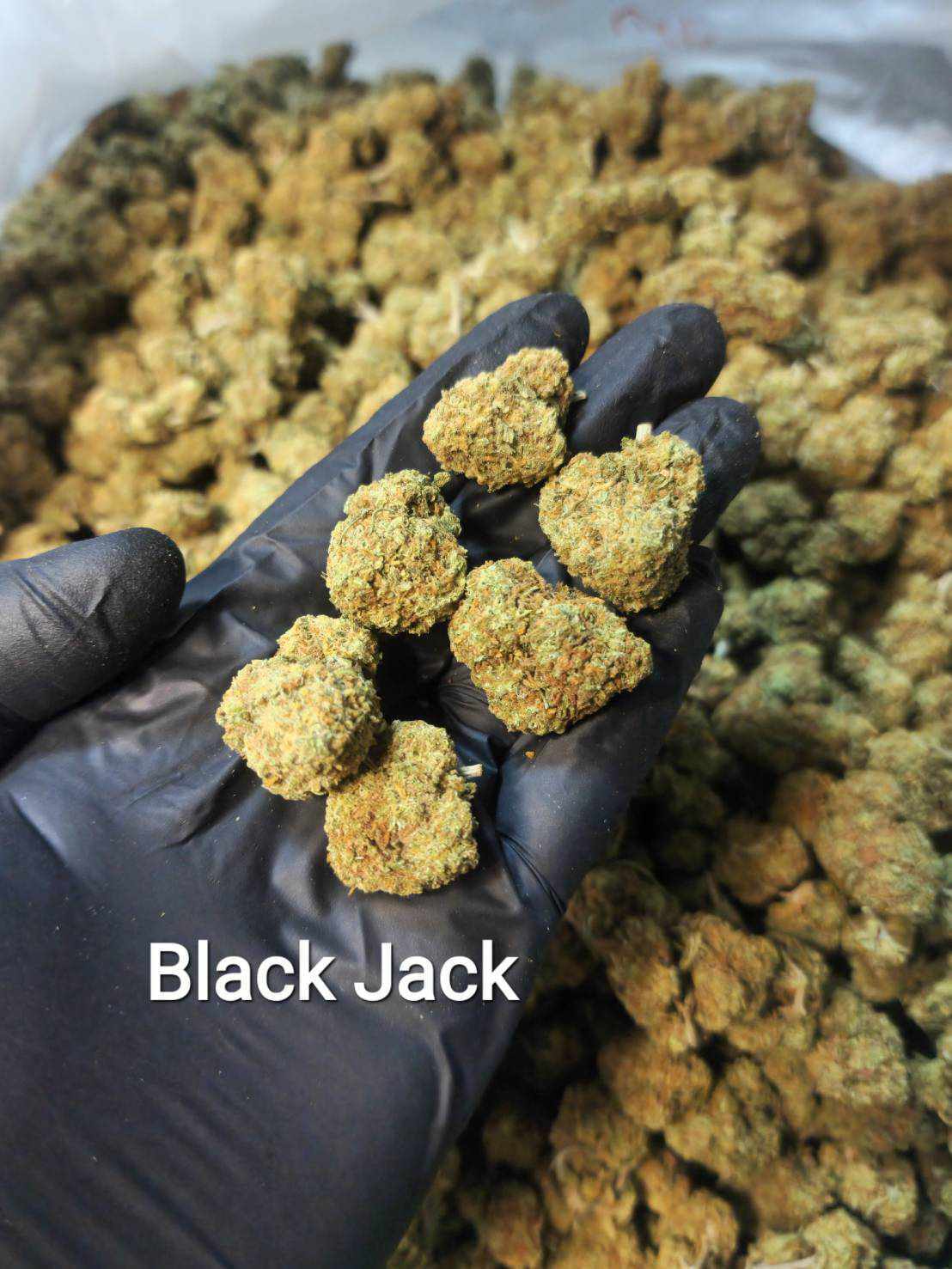 Black Jack