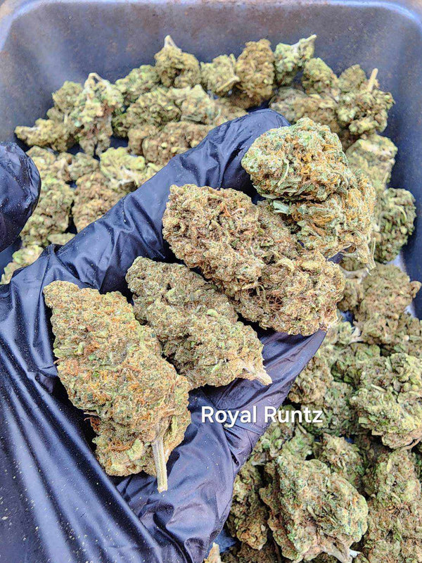 Royal Runtz – Ganja Giant